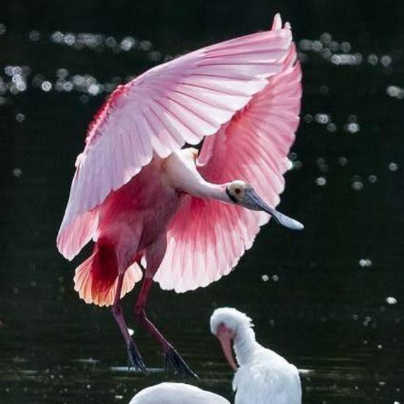 Meet your Posher, Ralph - Picture 1 of 1